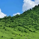 云中牧场 - 阿坝藏族羌族自治州旅游 缩略图 6