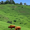 云中牧场 - 阿坝藏族羌族自治州旅游 缩略图 8