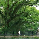 古堰画乡旅游度假区 - 丽水市旅游 缩略图 2