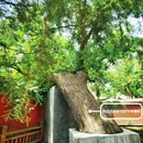 天宁寺凌霄塔 - 石家庄市旅游 缩略图 9