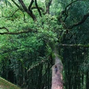 中国武夷山风景名胜区 - 南平市旅游 缩略图 8