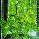 网师园 - 苏州市旅游 缩略图 4