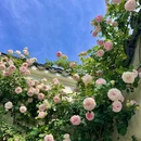 网师园 - 苏州市旅游 缩略图 2