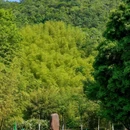 宜兴竹海风景区 - 无锡市旅游 缩略图 4