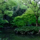 柳浪闻莺 - 杭州市旅游 缩略图 5