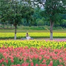 马鞍山森林公园花海乐园 - 武汉市旅游 缩略图 2