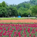 马鞍山森林公园花海乐园 - 武汉市旅游 缩略图 4