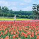 马鞍山森林公园花海乐园 - 武汉市旅游 缩略图 6