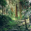 崃麓村村民委员会 - 雅安市旅游 缩略图 4