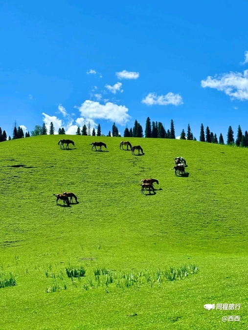 那拉提草原 - 伊犁哈萨克自治州旅游