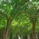 华南国家植物园 - 广州旅游 缩略图 2