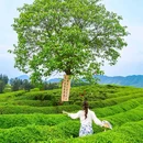 景德镇植物园 - 景德镇市旅游 缩略图 4