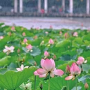 荔湾湖公园 - 广州市旅游 缩略图 4
