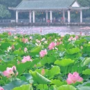 荔湾湖公园 - 广州市旅游 缩略图 1