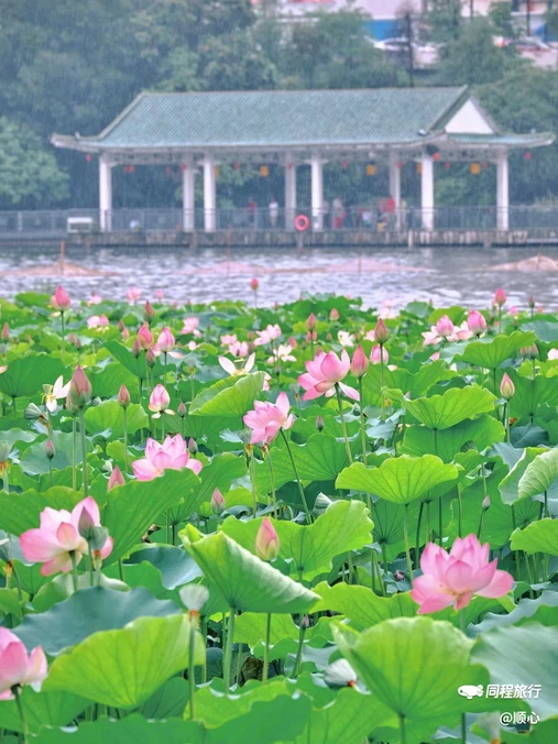 荔湾湖公园 - 广州市旅游