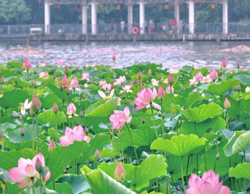荔湾湖公园 - 广州市旅游 1