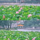 荔湾湖公园 - 广州市旅游 缩略图 5