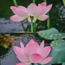 荔湾湖公园 - 广州市旅游 缩略图 6