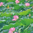荔湾湖公园 - 广州市旅游 缩略图 8