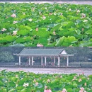 荔湾湖公园 - 广州市旅游 缩略图 9