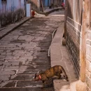 青林口古镇 - 绵阳市旅游 缩略图 9