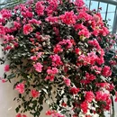 惠州市植物园 - 惠州旅游 缩略图 9