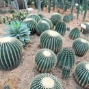 惠州市植物园 - 惠州旅游 缩略图 8