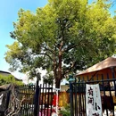 呼吸森林(阳澄湖店) - 苏州市旅游 缩略图 2