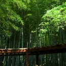 湖南省森林植物园 - 长沙市旅游 缩略图 6