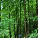 眉山瓦屋山国家森林公园 - 眉山市旅游 缩略图 2