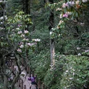 眉山瓦屋山国家森林公园 - 眉山市旅游 缩略图 8