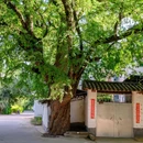 黑井古镇 - 楚雄彝族自治州旅游 缩略图 9