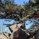大别山国家森林公园薄刀峰风景区 - 黄冈旅游 缩略图 6