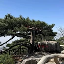 大别山国家森林公园薄刀峰风景区 - 黄冈旅游 缩略图 7