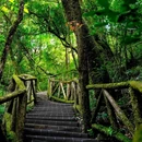 龙苍沟森林公园 - 雅安市旅游 缩略图 2