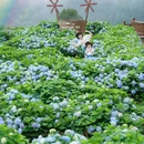 筱村公社绣球花 - 温州市旅游 缩略图 1