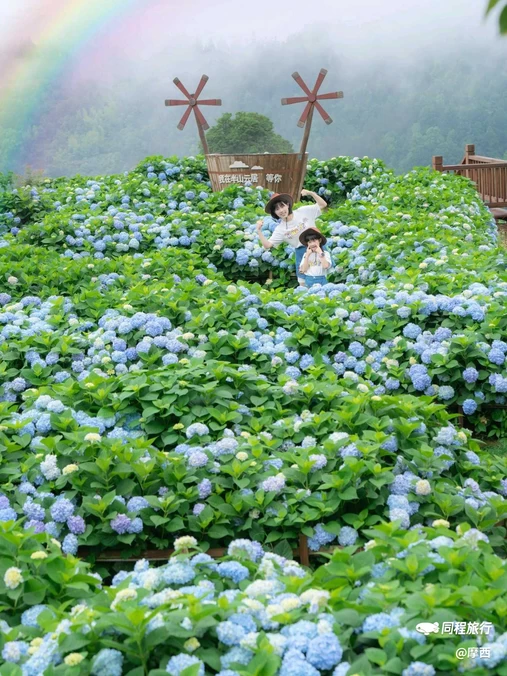 筱村公社绣球花 - 温州市旅游