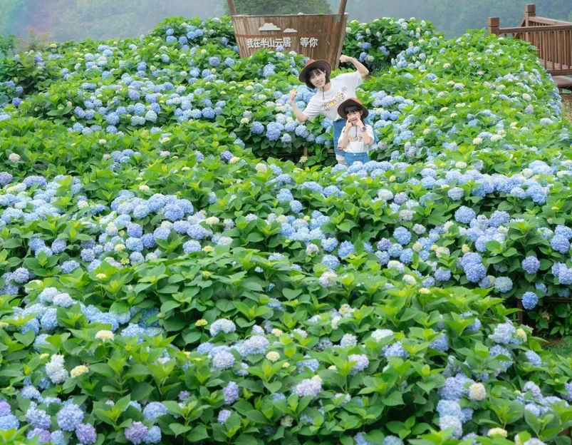 筱村公社绣球花 - 温州市旅游 1