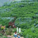 筱村公社绣球花 - 温州市旅游 缩略图 2