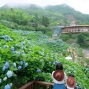筱村公社绣球花 - 温州市旅游 缩略图 3