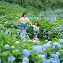 筱村公社绣球花 - 温州市旅游 缩略图 4
