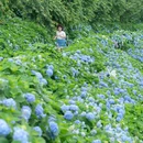 筱村公社绣球花 - 温州市旅游 缩略图 5
