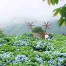筱村公社绣球花 - 温州市旅游 缩略图 6