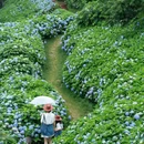 筱村公社绣球花 - 温州市旅游 缩略图 7