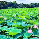 塱头古村景区 - 广州市旅游 缩略图 5