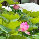 塱头古村景区 - 广州市旅游 缩略图 2