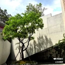 塱头古村景区 - 广州市旅游 缩略图 9