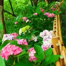 法喜讲寺 - 杭州市旅游 缩略图 9