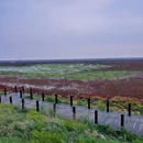 锦州凌海红海滩 - 锦州旅游 缩略图 5