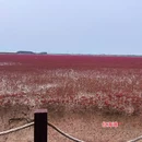 锦州凌海红海滩 - 锦州旅游 缩略图 8